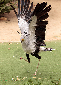 草原蛇头海豹Sagittarius鸟类动物大鸟图片