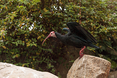 南方秃头的ibis 称为Geronticus大坝老人老年病白骨羽毛鸟类荒野翅膀图片