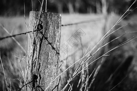 铁丝网围栏和铁丝网农场农村金属土地农业图片