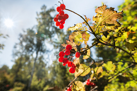 秋季水果植物群自然叶子蓝色树叶阳光灌木荒野季节图片