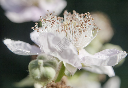 完美焦点白结膜花头张开的侧面视图部分艺术植物学园艺季节生长叶子花朵植物群植物图片
