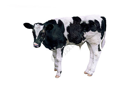 奶牛 白背景的小牛图片