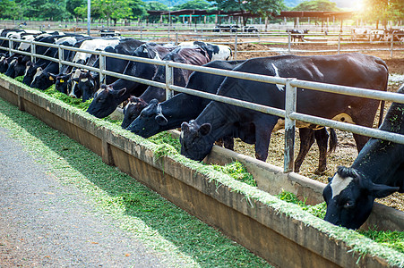 农场里的奶牛 农场里的奶牛村庄天空谷仓生产牛奶牛肉食物场地动物农业图片