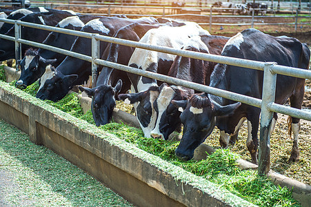 农场里的奶牛 农场里的奶牛食物村庄草地天空场地喂养谷仓奶制品干草牛肉图片