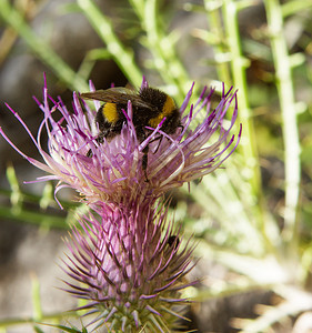 夏花上的大黄蜂蜜蜂紫色花蜜草地动物花粉荒野蜂蜜植物群植物图片