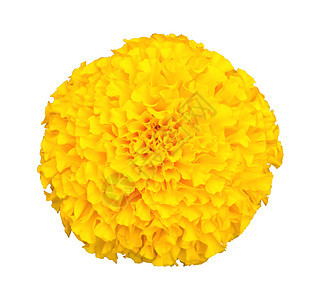 用 clippi 在白色背景上分离的黄色万寿菊花图片