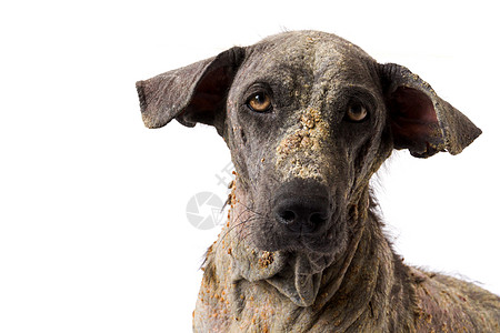 近距离面对狗病麻风病的面孔 与白背肠有关的皮肤问题身体犬类疼痛帮助皮炎小狗地面哺乳动物流浪毛皮图片