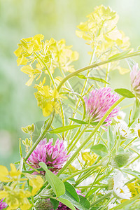 野生花束花洋甘菊季节草本植物阳光野花草地雏菊牧场城市花瓣图片