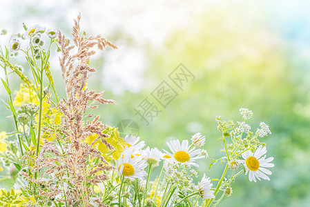 各种野花的布束场地季节植物草地乡村草本植物叶子花瓣牧场阳光图片