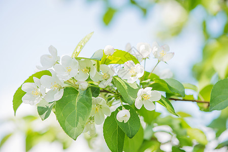 开花苹果树阳光亲热蓝色花粉园艺枝条宏观水果天空植物学图片