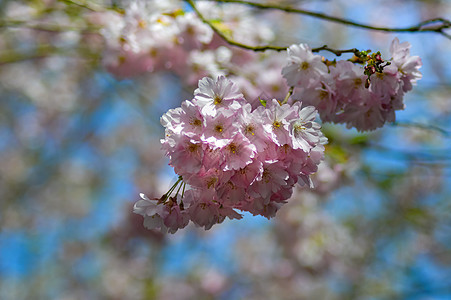 日本樱花团群(日本樱花)图片