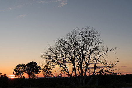 日落前小树图片