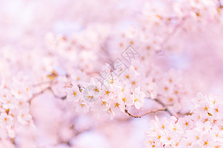 粉红樱花盛开粉色宏观图片