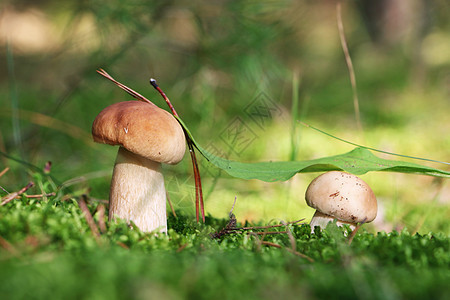 两只小白蘑菇图片