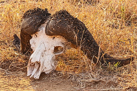 角死亡衰变野生动物白色旅行颅骨国家公园哺乳动物牛角图片