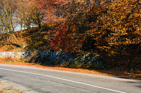 红色树叶穿过森林的树林叶子季节沥青木头环境天气植物公园旅行风景图片