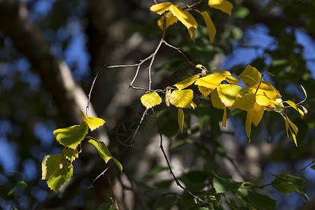 树木中的黄发黄的叶子树叶黄色天空季节绿色桦木蓝色图片