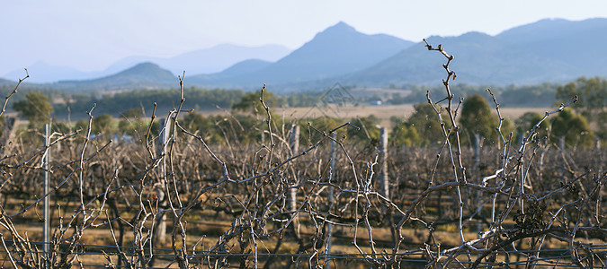 昆士兰阿尔福德山葡萄园生长乡村藤蔓风景伦巴线条农村绿色香味国家图片