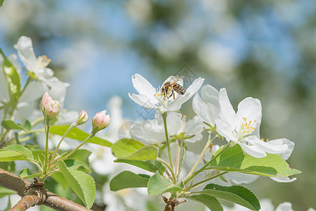 苹果树的花朵上涂着百花香花粉花蜜果园花园植物学季节城市文化枝条蓝色图片