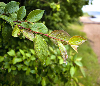 雨后叶子上的水滴环境阳光天气液体水分野生动物植物学植物群生长植物图片