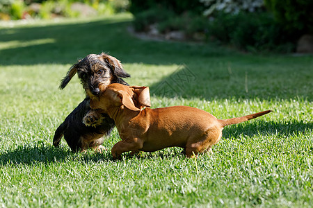 棕色达克肖德与其它狗一起在夏花花园玩耍的可爱女性 欧洲冠军 育种站 绿草上户外肖像香肠晴天褐色打猎绿色犬类动物头发成人宠物图片