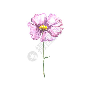 白色背景上孤立的叶子的明亮水彩花邀请函刷子生日植物群卡片横幅季节紫色艺术花瓣图片