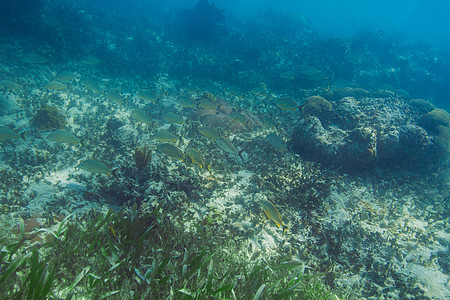 法国语学校野生动物海景风景异国潜水动物群珊瑚生活多样性芡实图片