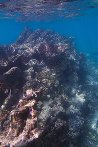 珊瑚山下鱼群学校图片