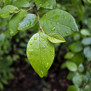 雨后叶子上的水滴生长树叶植物学天气植物水分宏观环境液体植物群图片