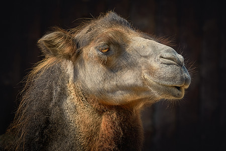 骆驼肖像背景深色哺乳动物工作驮兽单峰动物偶数草食性骆驼毛图片