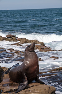 加利福尼亚海狮Zalophus 哈里弗尼亚斯在岩石上晒太阳海上生活海岸线海岸海洋哺乳动物海豹图片