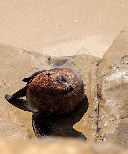 加利福尼亚年轻海狮幼崽岩石小狗哺乳动物海岸海上生活海岸线乐趣海洋海豹图片