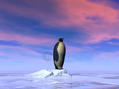 单帝企鹅3D生活动物白色插图皇帝粉色海洋企鹅风景天空图片