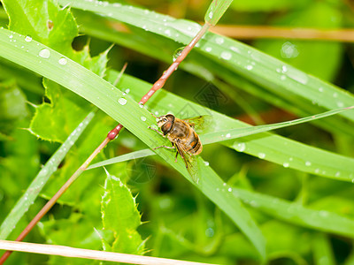 一个悬浮的苍蝇 紧贴在绿叶上 湿雨水图片