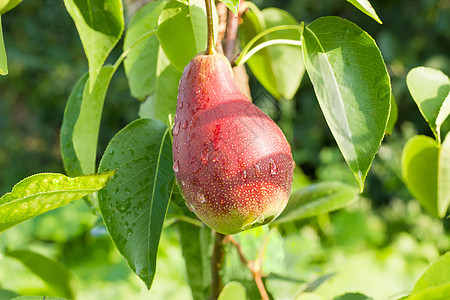 果园缝合的树上红梨子梨树食物植物收成农业树叶农村水果花园种植图片