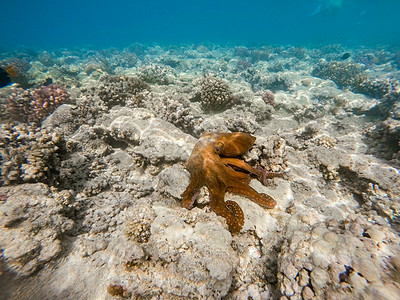 珊瑚礁章鱼头足类笨蛋野生动物生活蓝藻触手旅游环境海洋乌贼图片