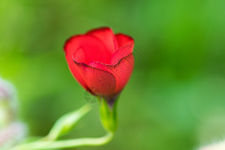 五颜六色的花的特写紫色场地植物群花朵黑色金子花园橙子花瓣园艺图片