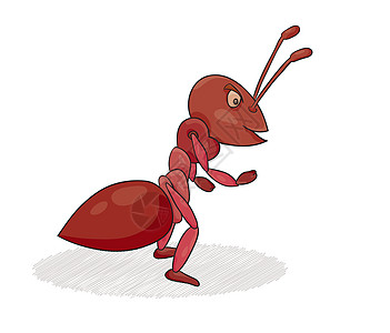 白色背景的红蚂蚁被隔离图片