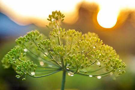 芬内绿伞蔬菜香料花序植物学种子农业花园绿色植物食物图片