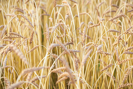 小麦田 特写耳朵粮食金子农场黄色乡村植物收成大麦食物谷物图片