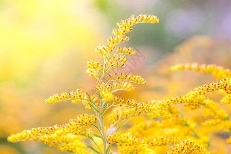 金律的黄田花 弥漫着迷雾绿色植物宏观叶子黄色荒野杂草金子花瓣场地图片