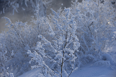 美丽的冬季风景 有雪覆盖的树木天空森林木头城市气候场景天气射线场地季节图片