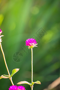 五颜六色的花的背景图片生长植物宏观紫色季节花瓣植物群粉色花束背景图片