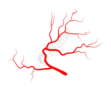 眼静脉矢量符号图标设计生物医疗科学流动解剖学生物学眼睛卡通片药品动脉图片