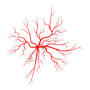 蜘蛛静脉矢量符号图标设计 美丽的插图我流动树干治疗女性疗法标识疾病血栓血管身体图片