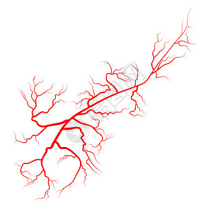 蜘蛛静脉矢量符号图标设计 美丽的插图我疾病流动硬化血管卫生女士树干静脉曲张标识疼痛图片