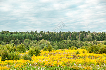 黄金之花的田地宏观花序荒野绿色天空花瓣叶子场地金子杂草图片