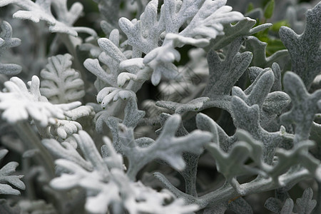 雪纳拉瑞雅海滨 金色的银色海岸卷曲墙纸植物群季节花园天鹅绒灰尘植物植物学园艺图片