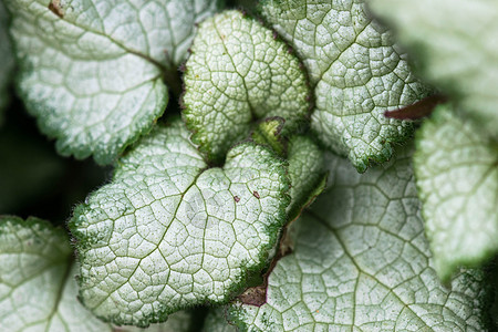 布伦纳拉巨生花绿银叶 一种叫西伯利亚虫的户外植物 