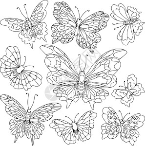 一组不同的蝴蝶 有美丽的翅膀图片